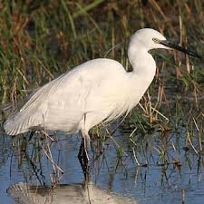 Image result for Egretta garzetta