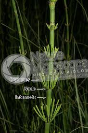 Attēlu rezultāti vaicājumam “Equisetum fluviatile”