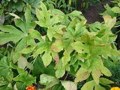 Attēlu rezultāti vaicājumam “Podophyllum hexandrum fruit”
