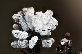 Attēlu rezultāti vaicājumam “Diderma effusum spores”