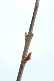 Attēlu rezultāti vaicājumam “Frangula alnus”