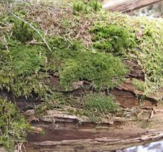 Attēlu rezultāti vaicājumam “Blepharostoma trichophyllum sporophyte”