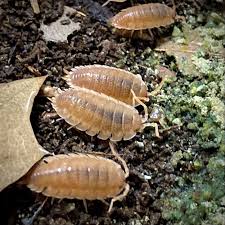 Attēlu rezultāti vaicājumam “Porcellio scaber”