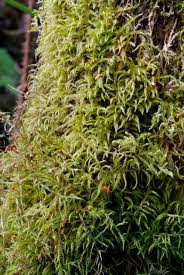 Attēlu rezultāti vaicājumam “Sciuro-hypnum reflexum”