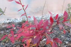 Attēlu rezultāti vaicājumam “Vaccinium angustifolium”