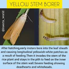 Attēlu rezultāti vaicājumam “Stemonaria irregularis”