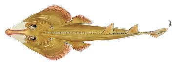 Image result for Rhinobatos rhinobatos