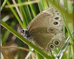 Attēlu rezultāti vaicājumam “Lopinga achine”