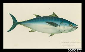 Image result for Thunnus thynnus