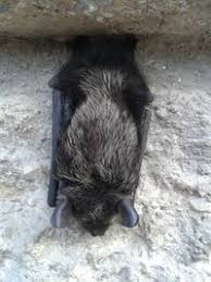 Attēlu rezultāti vaicājumam “Vespertilio murinus”