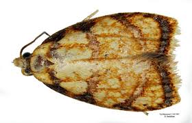 Attēlu rezultāti vaicājumam “Acleris bergmanniana”