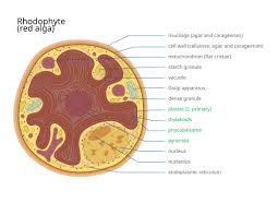 Attēlu rezultāti vaicājumam “Rhodophyta”