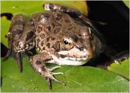 Attēlu rezultāti vaicājumam “Pelophylax”