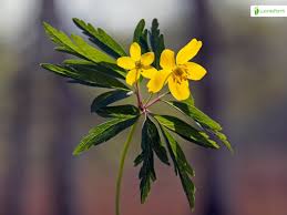 Attēlu rezultāti vaicājumam “Anemone ranunculoides leaf”