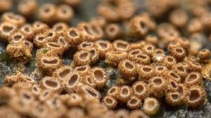 Attēlu rezultāti vaicājumam “Merismodes anomala”