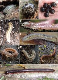 Attēlu rezultāti vaicājumam “Strongylosoma pallipes”