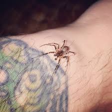 Attēlu rezultāti vaicājumam “Neriene montana”