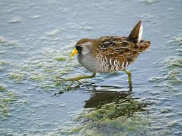 Image result for Porzana carolina