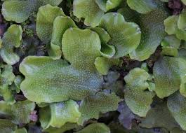 Attēlu rezultāti vaicājumam “Conocephalum conicum”