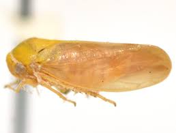 Attēlu rezultāti vaicājumam “Oncopsis sp.”