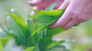 Image result for Bärlauch