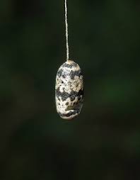 Attēlu rezultāti vaicājumam “Ichneumonidae cocoon”