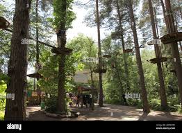 Image result for Go Ape! Alice Holt