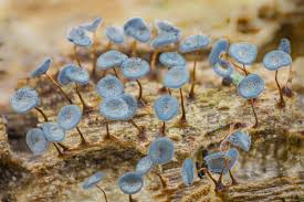 Attēlu rezultāti vaicājumam “Physarum alexandrowiczii”