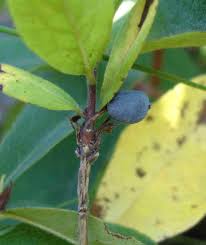 Attēlu rezultāti vaicājumam “Lonicera caerulea var. pallasii leaf”