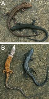 Attēlu rezultāti vaicājumam “Lacerta vivipara juvenile”