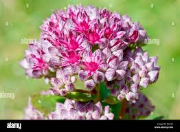 Attēlu rezultāti vaicājumam “Hylotelephium telephium bud”