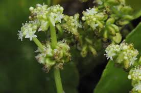 Attēlu rezultāti vaicājumam “Hydrocotyle vulgaris bud”