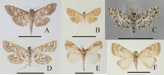 Attēlu rezultāti vaicājumam “Crambidae”