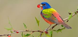 Image result for Bird