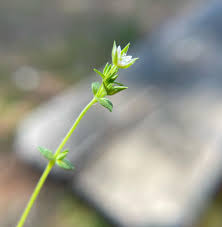Attēlu rezultāti vaicājumam “Arenaria serpyllifolia flower”