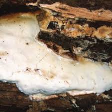 Attēlu rezultāti vaicājumam “Sarcoporia polyspora”