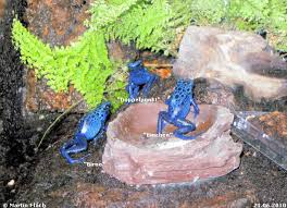 Image result for blauer baumsteiger