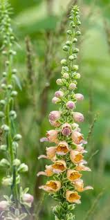 Image result for Digitalis ferruginea