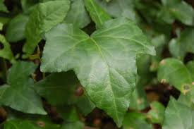 Attēlu rezultāti vaicājumam “Hedera helix  leaf”