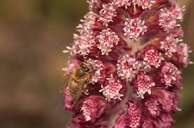 Image result for Petasites officinalis