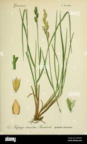 Attēlu rezultāti vaicājumam “Danthonia decumbens bud”