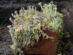 Attēlu rezultāti vaicājumam “Cladonia fimbriata”