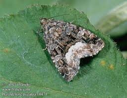 Attēlu rezultāti vaicājumam “Protodeltote pygarga”