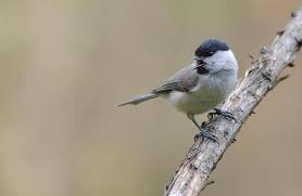 Attēlu rezultāti vaicājumam “Poecile montanus adult”