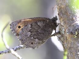 Attēlu rezultāti vaicājumam “Oeneis jutta”