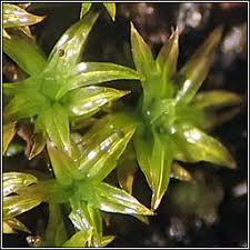 Attēlu rezultāti vaicājumam “Barbula convoluta sporophyte”