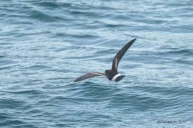 Image result for Oceanites oceanicus