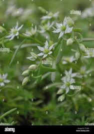 Attēlu rezultāti vaicājumam “Sedum hispanicum flower”