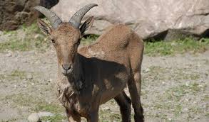 Attēlu rezultāti vaicājumam “Capra”