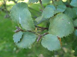 Attēlu rezultāti vaicājumam “Betula humilis”